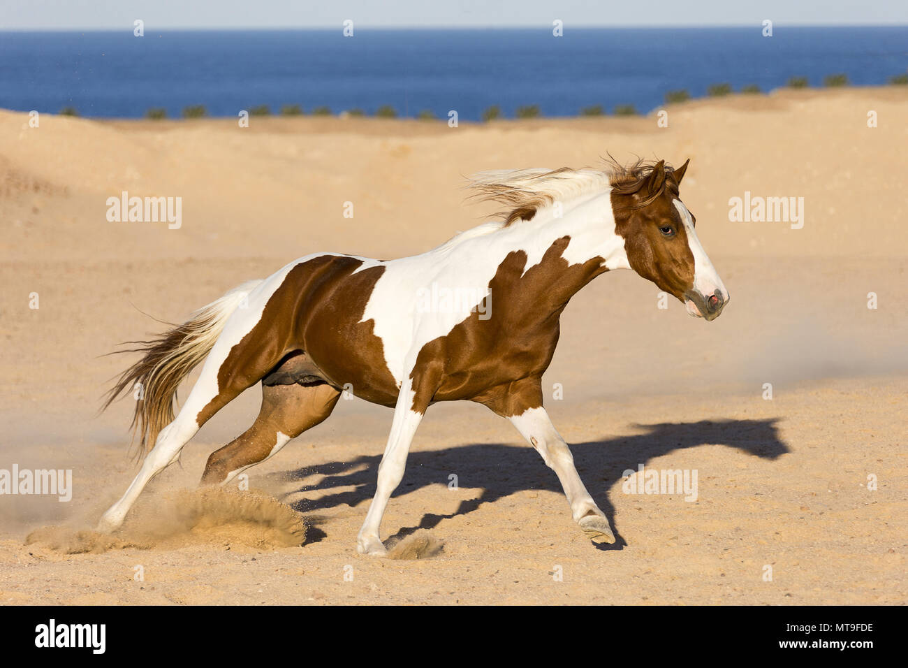 American Paint Horse. Tobiano Stallion in der Wüste galoppieren. Ägypten Stockfoto