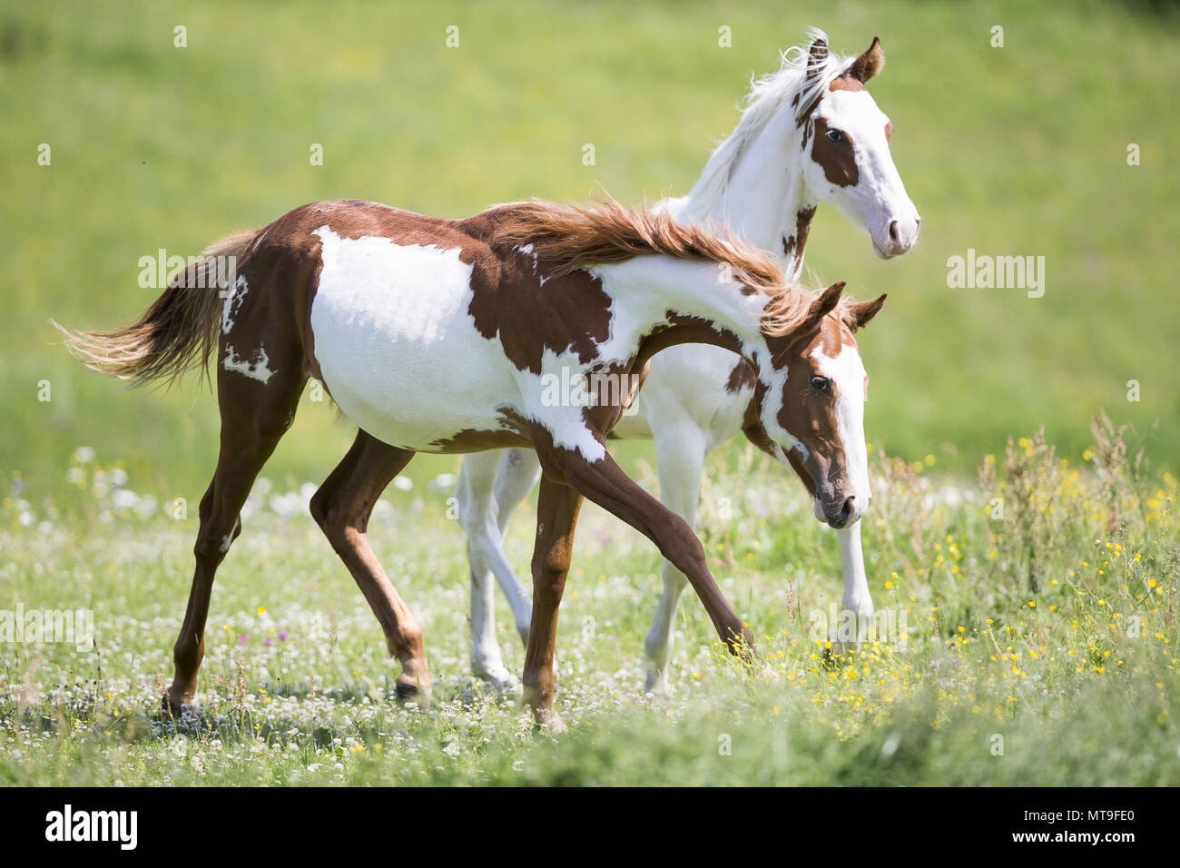 American Paint Horse. Zwei Colts zu Fuß auf einer Wiese. Österreich Stockfoto