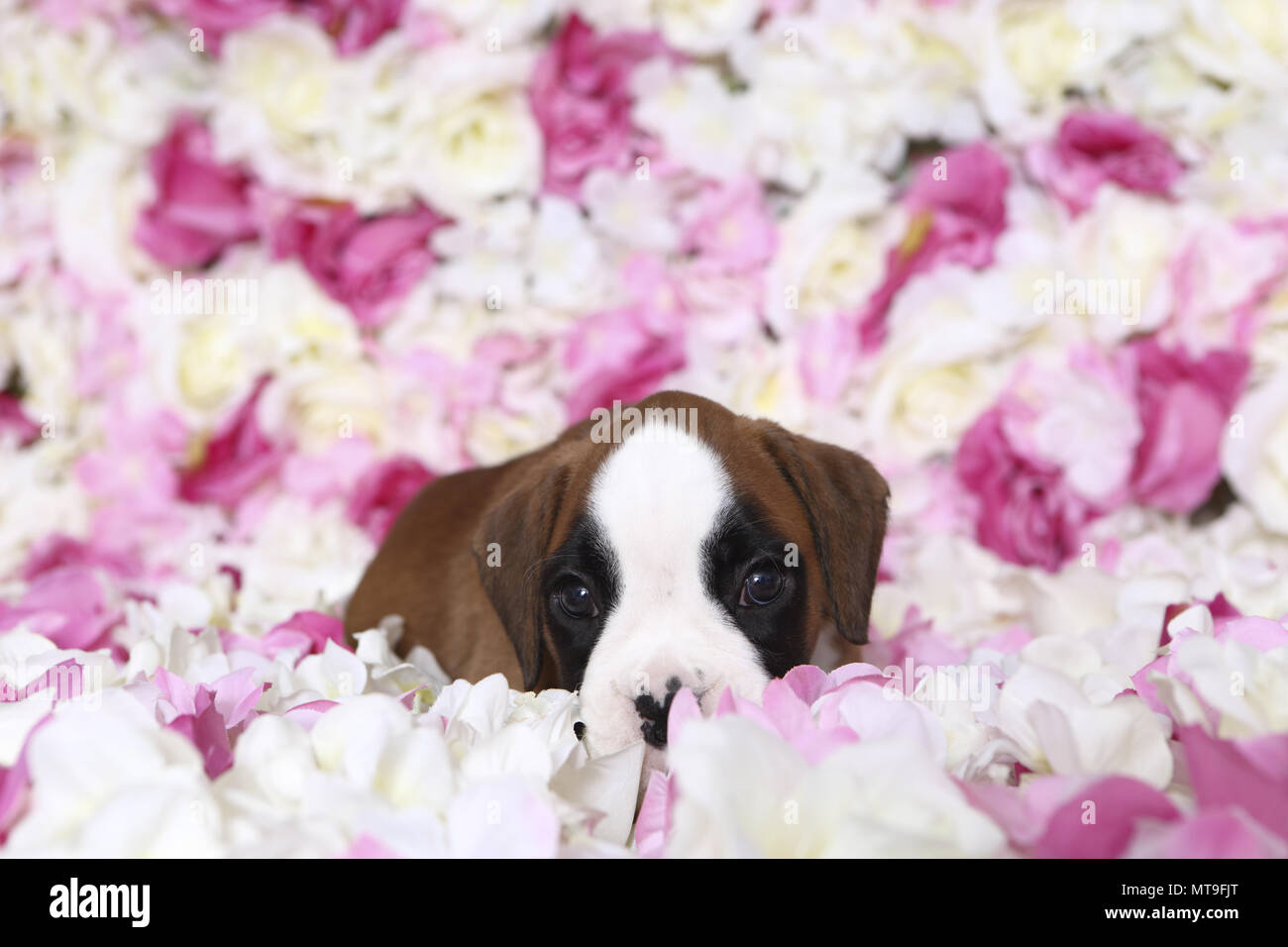 Deutscher Boxer. Welpe (7 Wochen alt) liegen unter den rosa Blüten. Studio Bild. Deutschland Stockfoto