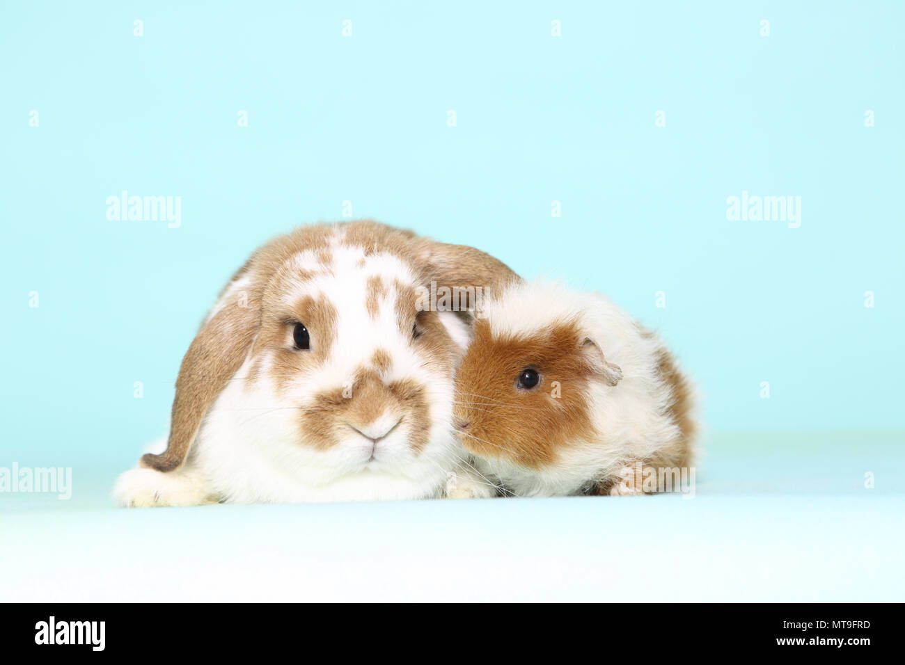 Dwarf Lop-eared Kaninchen und Meerschweinchen, die nebeneinander liegen, gesehen. Studio Bild gegen einen hellblauen Hintergrund Stockfoto