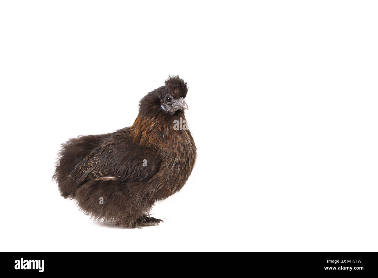 Inländische Huhn, Silkie, seidig. Nach stehend, gesehen - auf. Studio Bild auf weißem Hintergrund Stockfoto