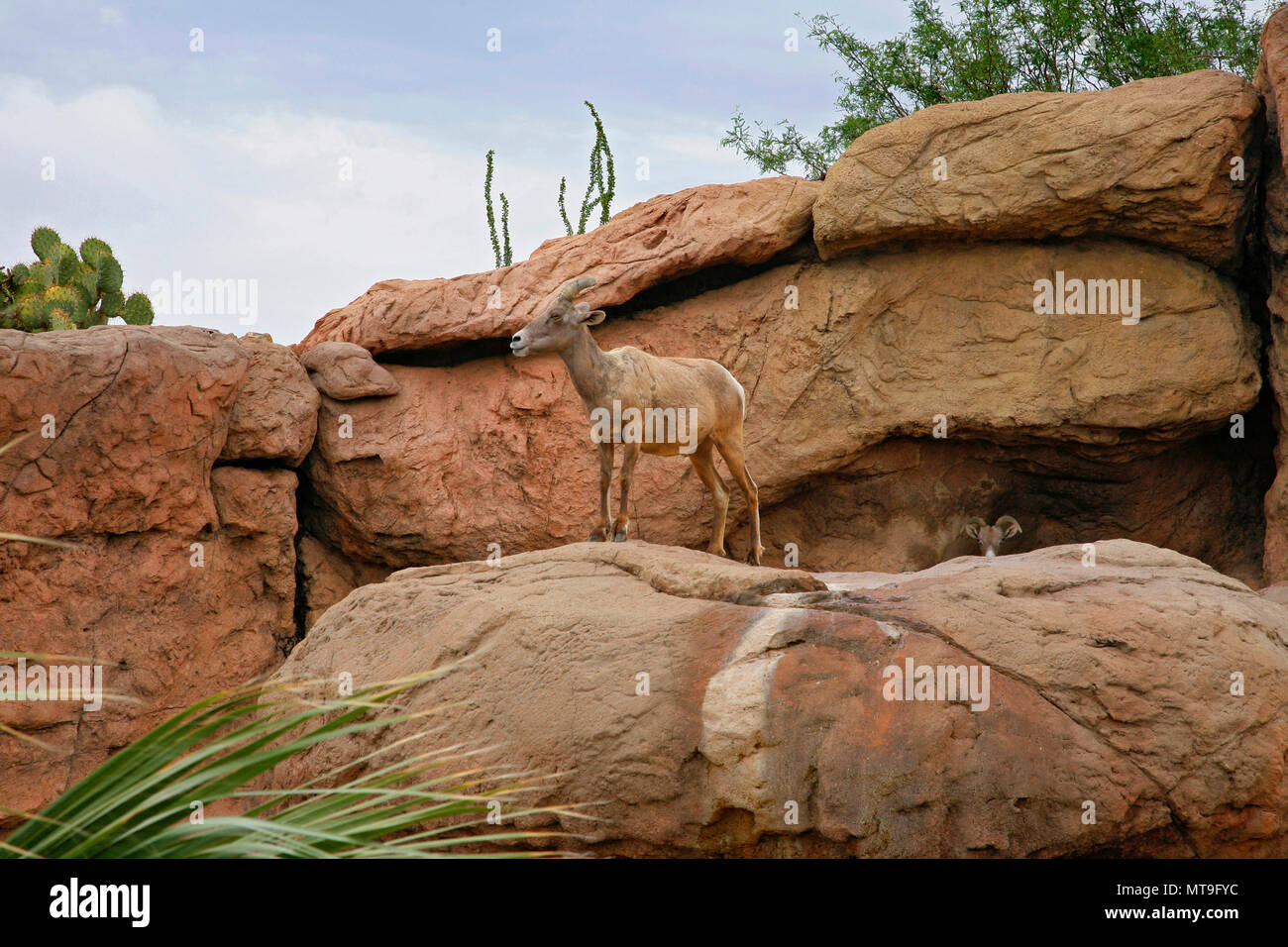 Big Horn Sheep (Famale). Desert Museum, Tucson, USA Stockfoto