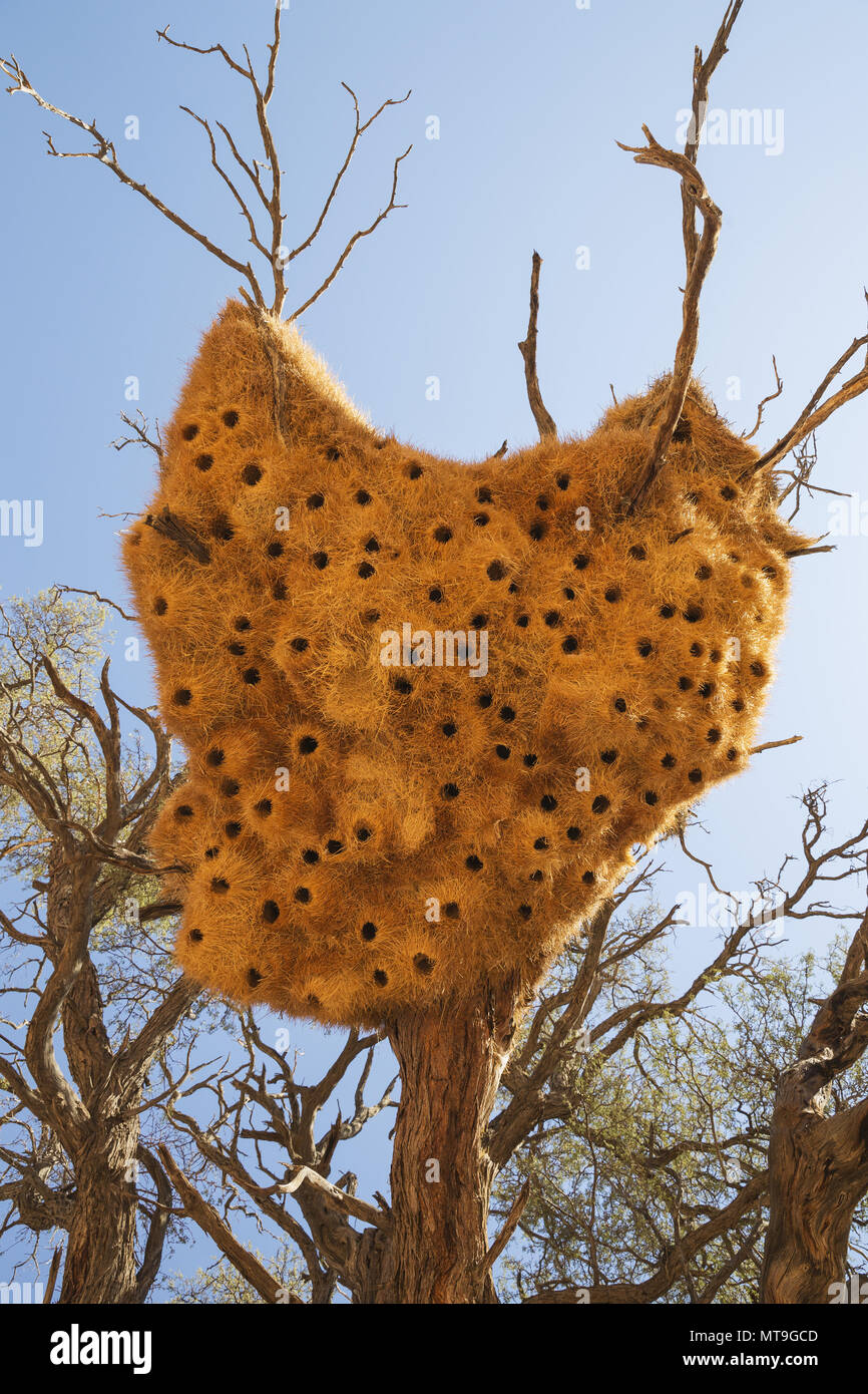 Gemeinsames Nest von geselligen Webern (Philetairus socius) mit seinen zahlreichen Kammern. In einem Camelthorn Baum (Acacia erioloba). Tirasberge, Namibia. Stockfoto