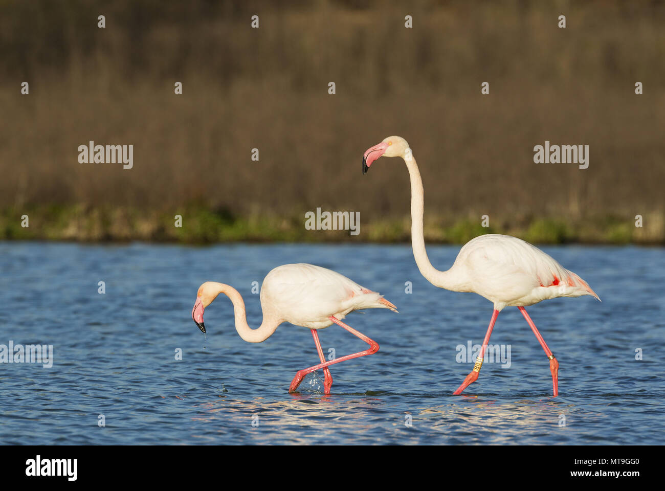Mehr Flamingo (Phoenicopterus Roseus). Ein Mann in der Stimmung für die Paarung folgt ein Weibchen. An der Laguna de Fuente de Piedra in der Nähe der Stadt Antequera. Dies ist der größte natürliche See in Andalusien und Europas nur Inland Nährboden für diese Art. Provinz Malaga, Andalusien, Spanien. Stockfoto