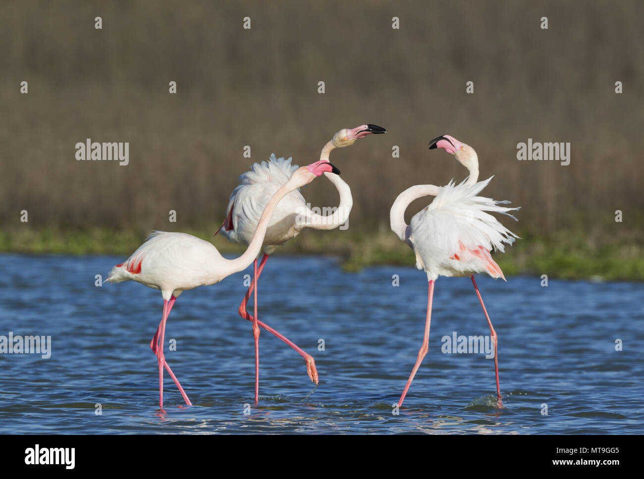 Mehr Flamingo (Phoenicopterus Roseus). Ein Paar auf der linken Streit mit einem einsamen Mann. An der Laguna de Fuente de Piedra in der Nähe der Stadt Antequera. Dies ist der größte natürliche See in Andalusien und Europas nur Inland Nährboden für diese Art. Provinz Malaga, Andalusien, Spanien. Stockfoto
