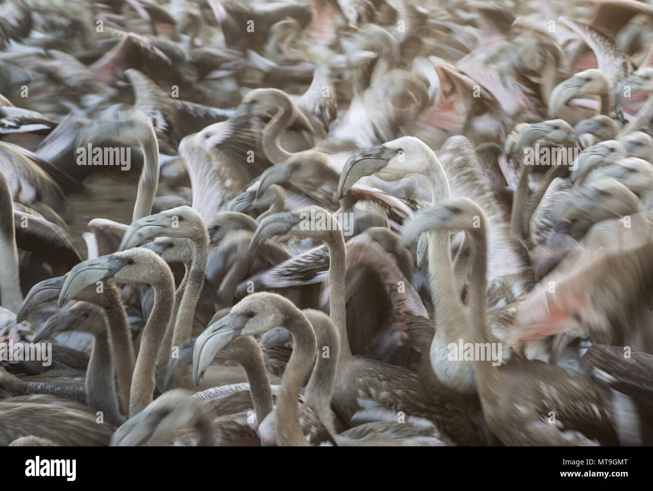 Mehr Flamingo (Phoenicopterus Roseus). Immatures in einem Gehäuse an der Laguna de Fuente de Piedra in der Nähe der Stadt Antequera erwarten eine medizinische überprüfung und das Klingeln. Dies ist der größte natürliche See in Andalusien und Europas nur Inland Nährboden für diese Art. Wirkung durch Schwenken der Kamera verwischt. Provinz Malaga, Andalusien, Spanien. Stockfoto