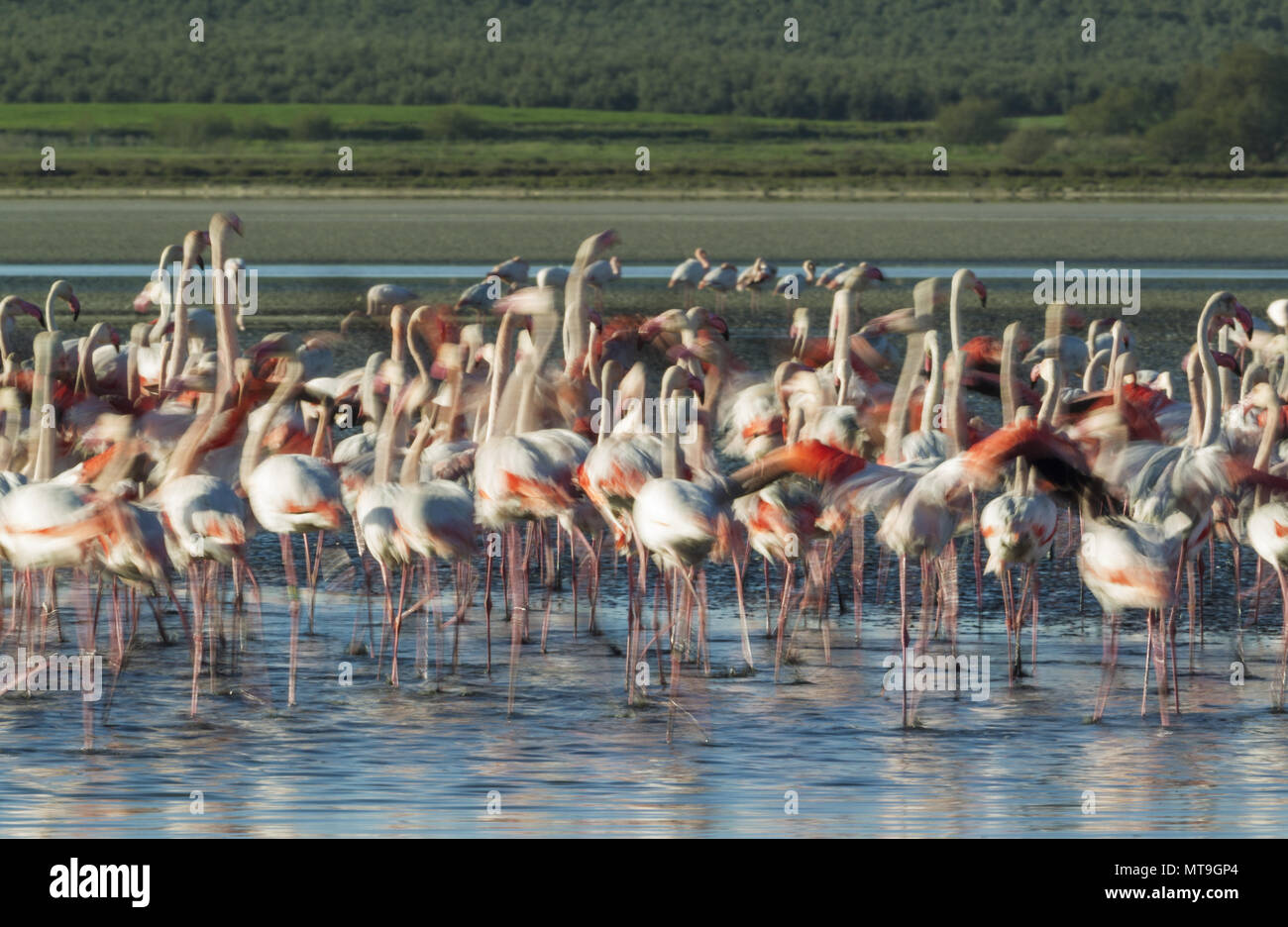 Mehr Flamingo (Phoenicopterus Roseus). Nervös an der Laguna de Fuente de Piedra in der Nähe der Stadt Antequera. Dies ist der größte natürliche See in Andalusien und Europas nur Inland Nährboden für diese Art. Wirkung durch Schwenken der Kamera verwischt. Provinz Malaga, Andalusien, Spanien. Stockfoto