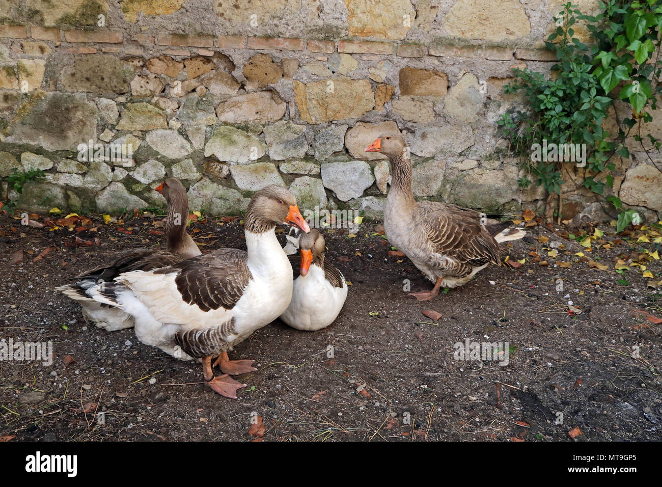 Zwei weiße und braune Gänse Stockfoto