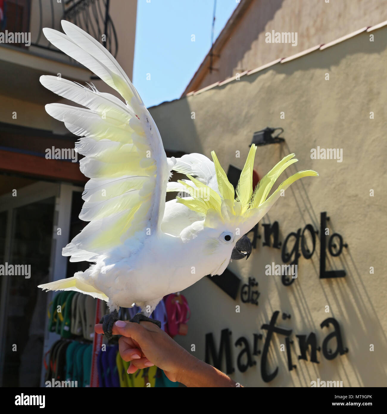 Gelbe Kakadus (Cacatua sulfurea) Stockfoto