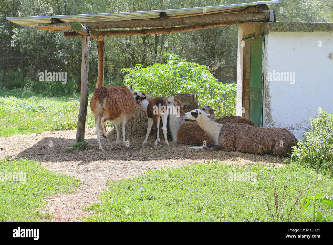 Fünf braunen Lamas grasen auf der Weide im Zoo. Stockfoto