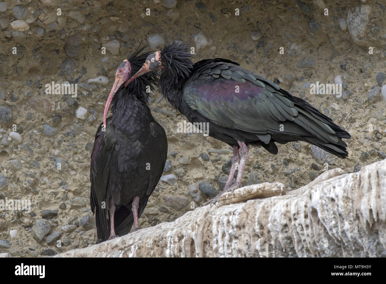 Northern Bald Ibis, Waldrapp (Geronticus eremita). Zwei Erwachsene, in soziale Gefiederpflege beschäftigt. Österreich Stockfoto