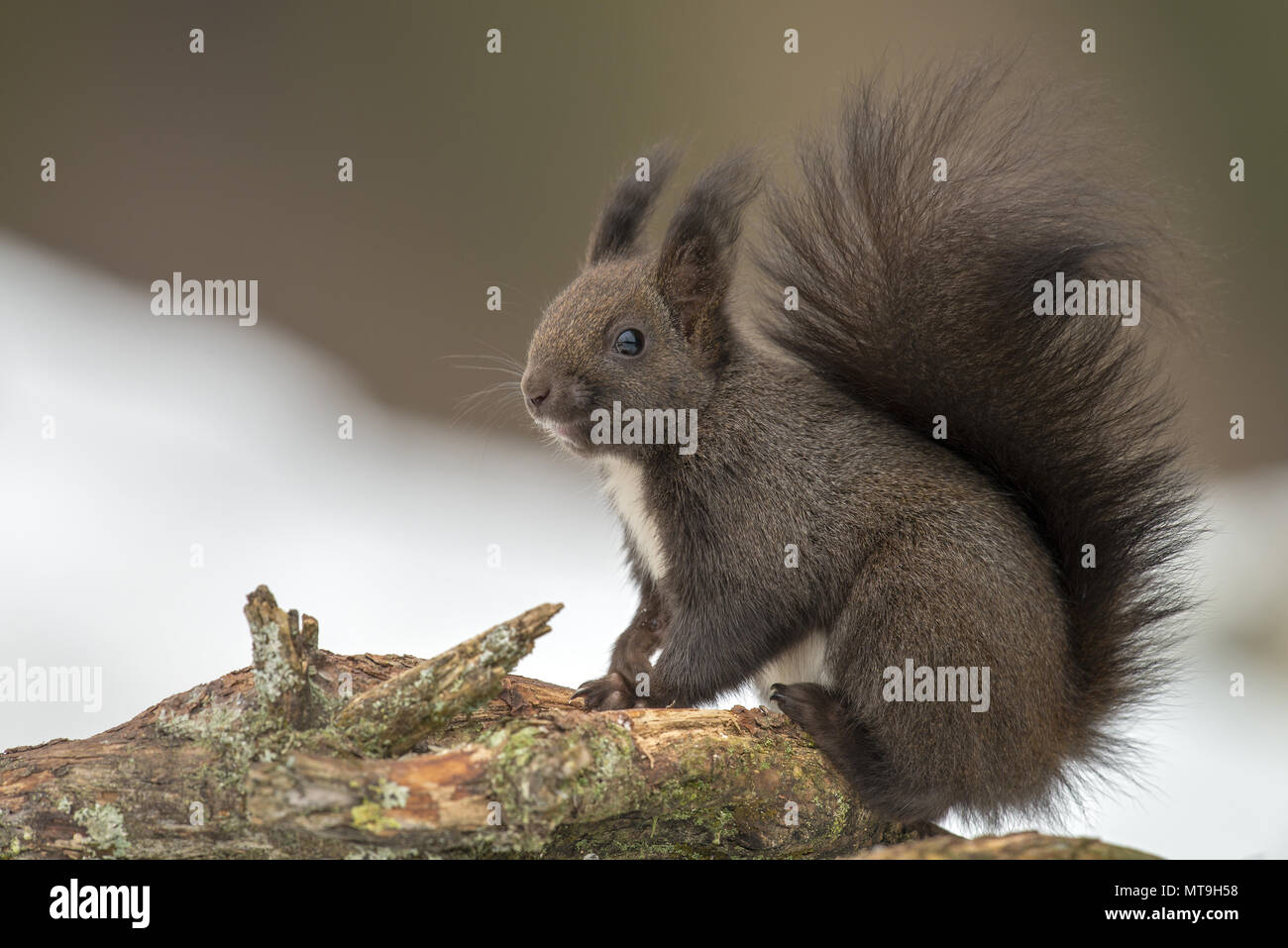 Europäisches Eichhörnchen (Sciurus vulgaris). Erwachsenen auf einem Zweig liegen auf Schnee. Österreich Stockfoto