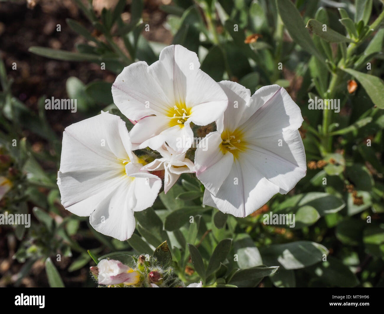 Nahaufnahme der weißen Blumen der Convolvulus cneorum Stockfoto
