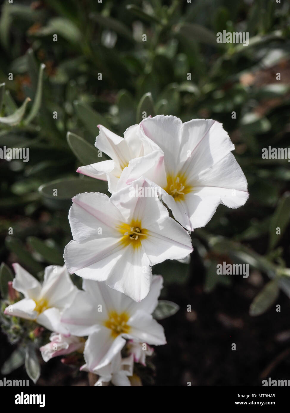 Nahaufnahme der weißen Blumen der Convolvulus cneorum Stockfoto