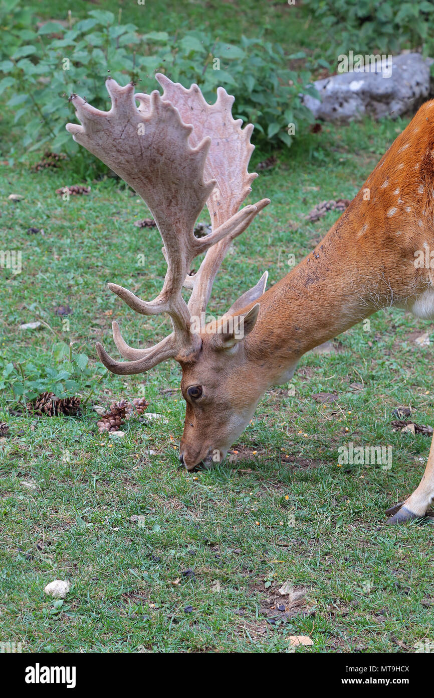 Damhirsche während der Brunftzeit Stockfoto