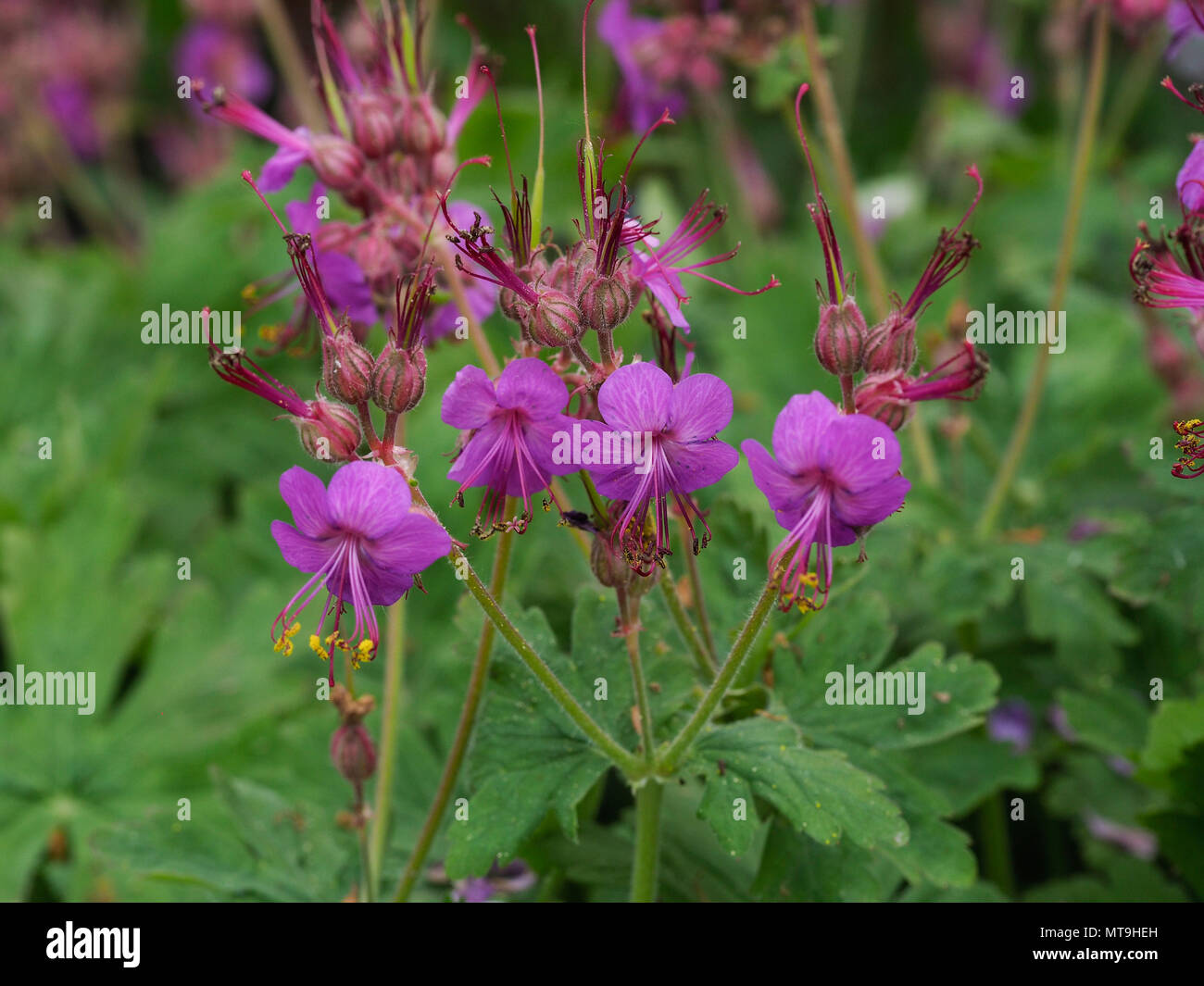 Nahaufnahme der magenta Blumen von Geranium macrorhizum Czakor Stockfoto