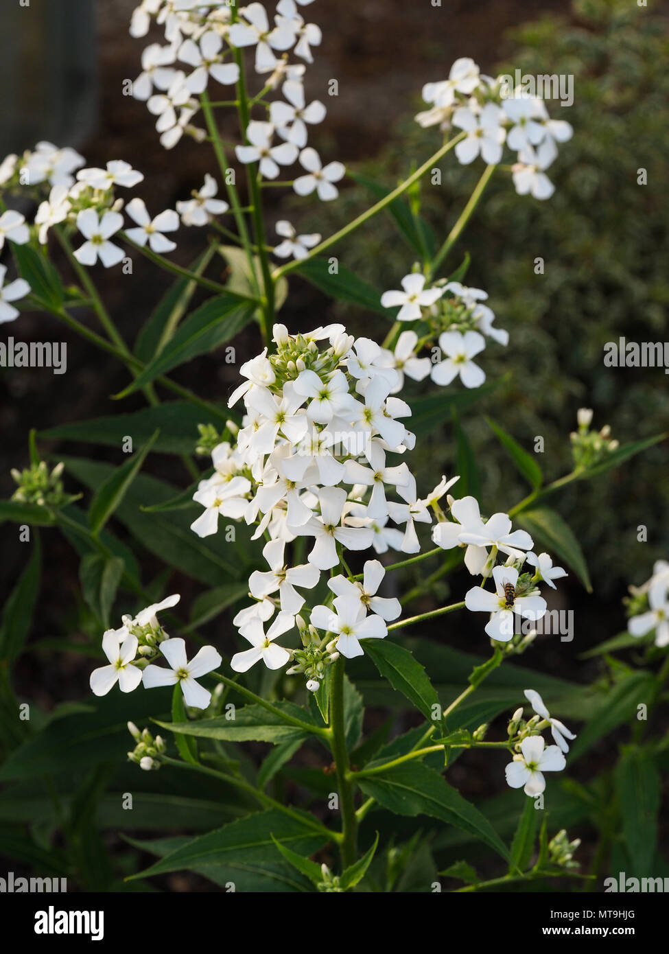 Nahaufnahme der weißen Blumen der Hesperis matronalis Alba Stockfotografie  - Alamy