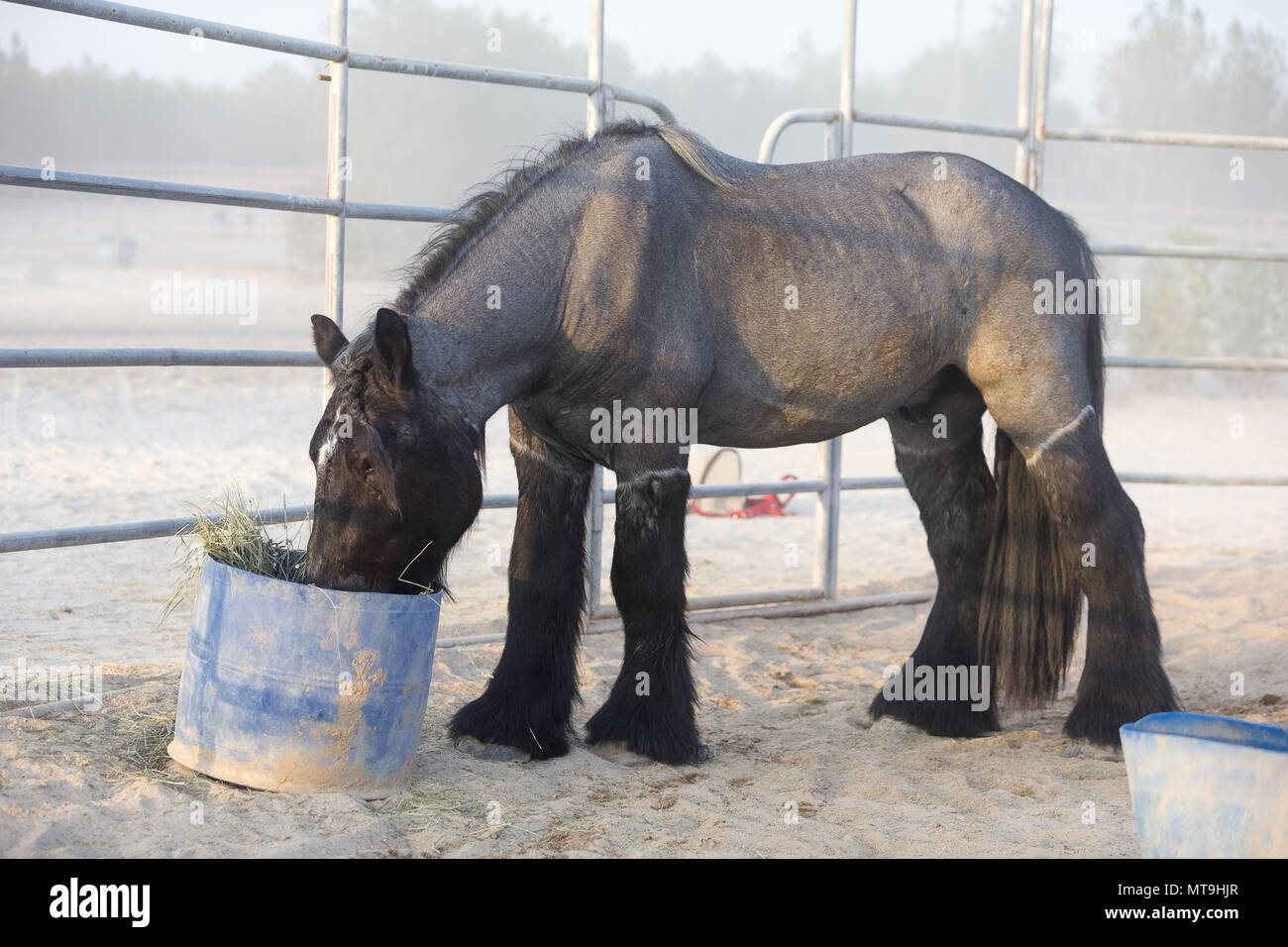 Ardenner Pferd. Nach feedding aus einem Eimer befestigt. Abu Dhabi Stockfoto