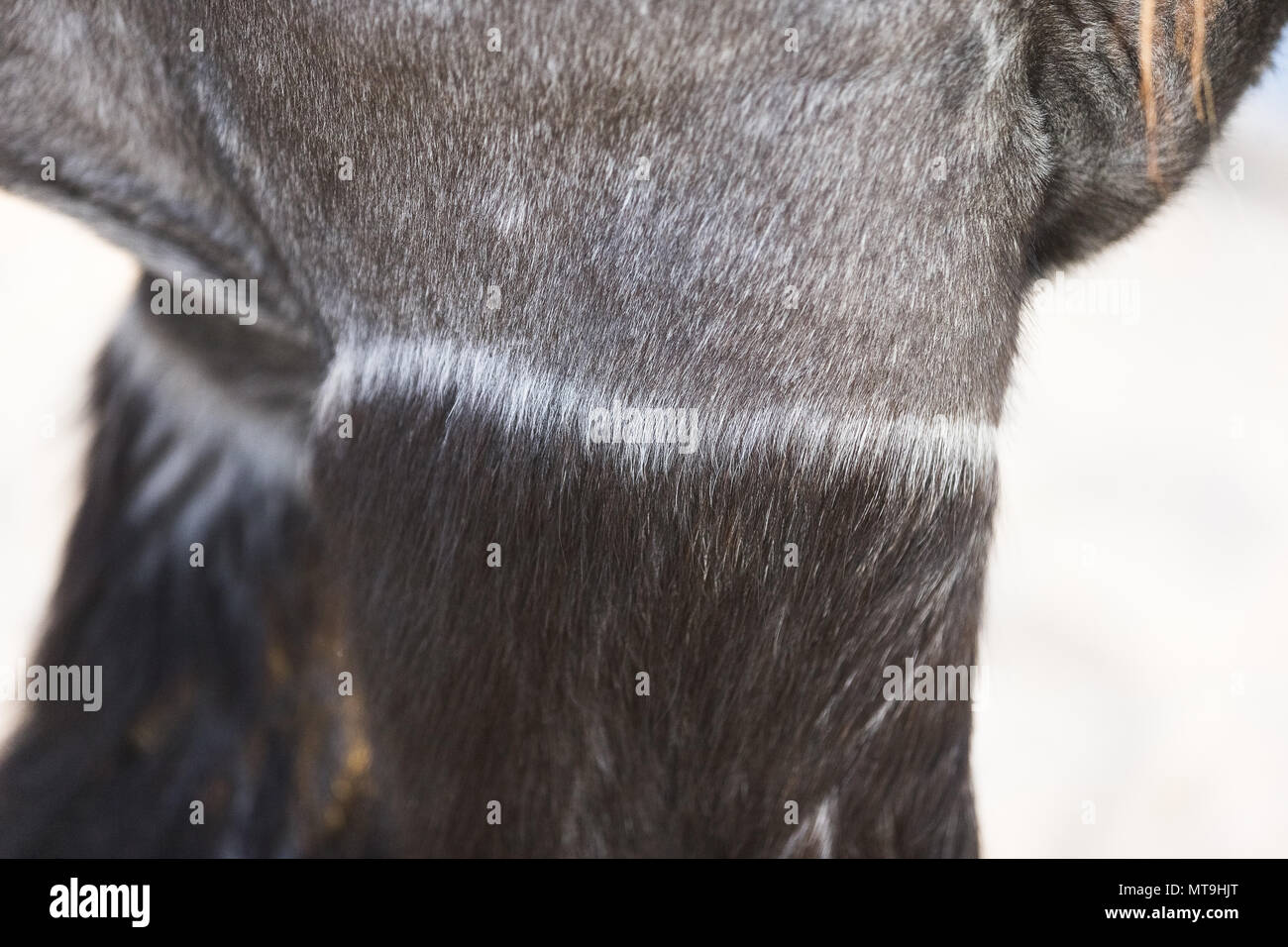 Ardenner Pferd. Close-up abgeschnitten. Abu Dhabi Stockfoto