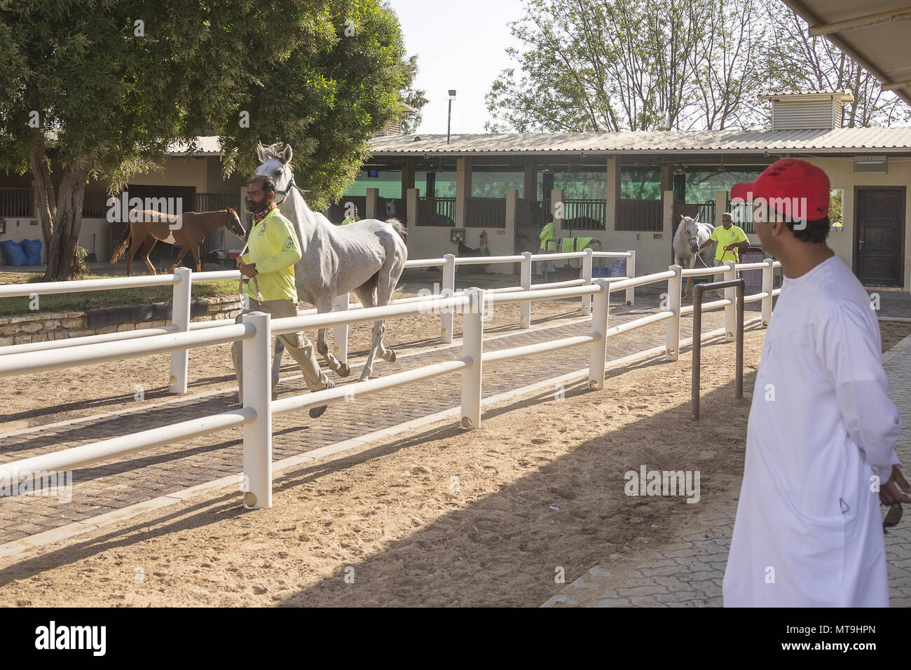 Arabische Pferd. In der Hand Präsentation vor eine Ausdauer fahren. Abu Dhabi Stockfoto