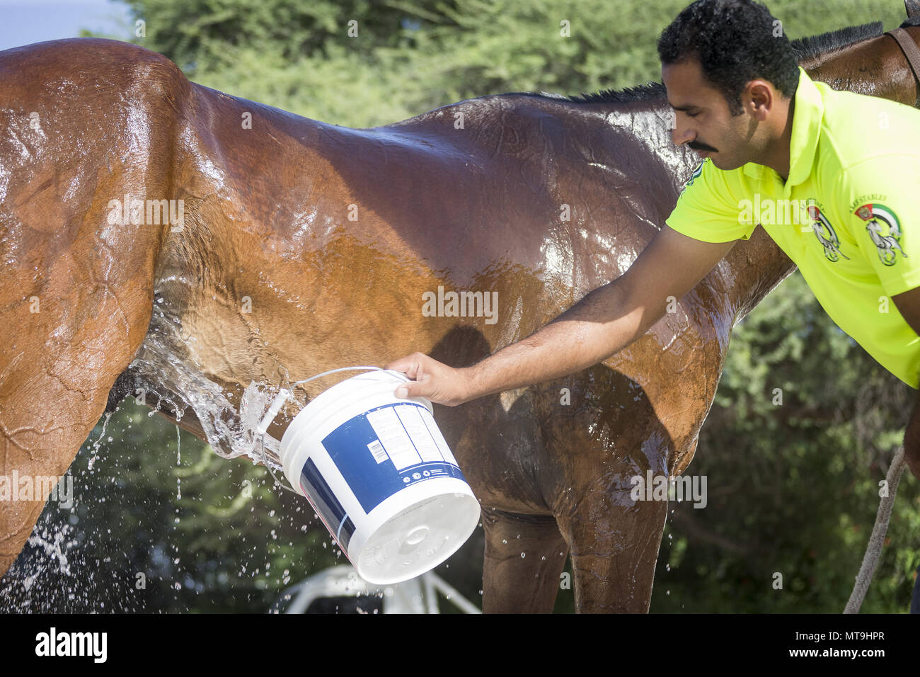 Arabische Pferd. Bräutigam Abkühlung Pferd nach einem Ausdauer fahren. Abu Dhabi Stockfoto