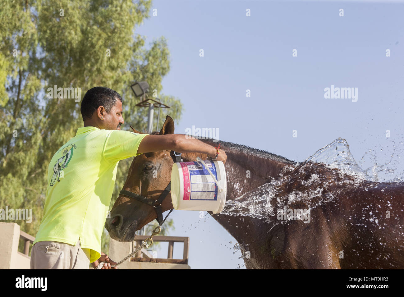 Arabische Pferd. Bräutigam Abkühlung Pferd nach einem Ausdauer fahren. Abu Dhabi Stockfoto
