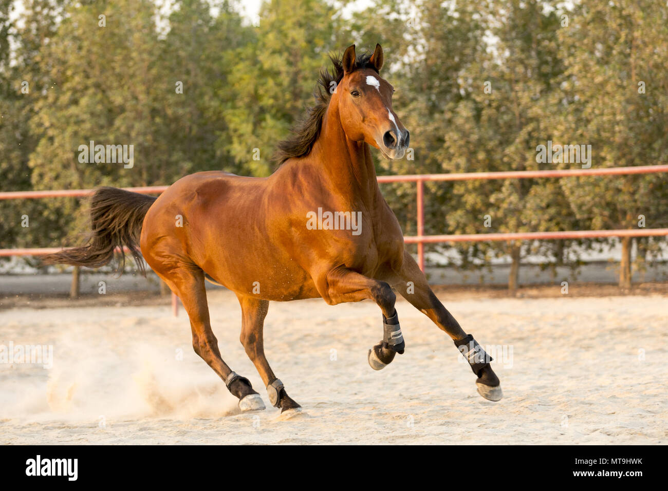 Australian Stockhorse. Bay gelding in einem paddock galoppieren. Abu Dhabi Stockfoto