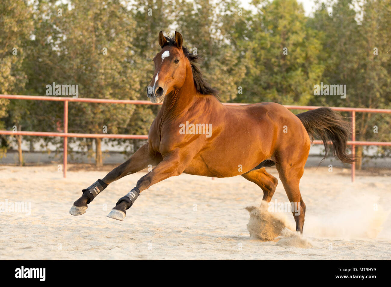 Australian Stockhorse. Bay gelding in einem paddock galoppieren. Abu Dhabi Stockfoto