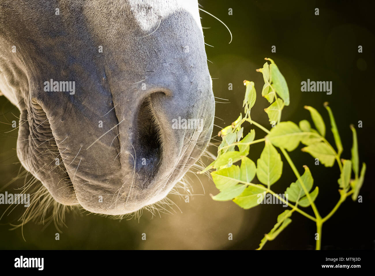 Arabische Pferd. In der Nähe von Nase und Mund af ein graues Pferd. Abu Dhabi Stockfoto