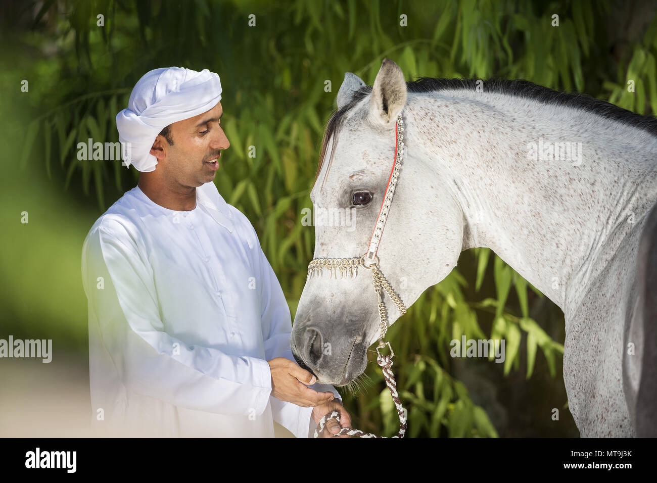 Arabische Pferd. Lokaler Mann stand neben grau Erwachsenen tragen traditionelle Halfter. Abu Dhabi Stockfoto