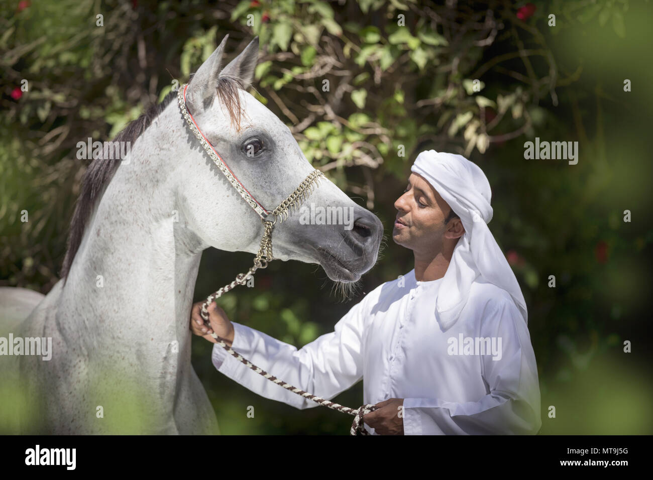 Arabische Pferd. Lokaler Mann schmusen mit grauen Erwachsenen tragen traditionelle Halfter. Abu Dhabi Stockfoto