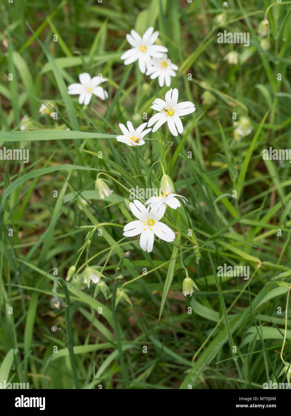 Ein Patch von sternmiere mit Blumen und Laub. Stockfoto