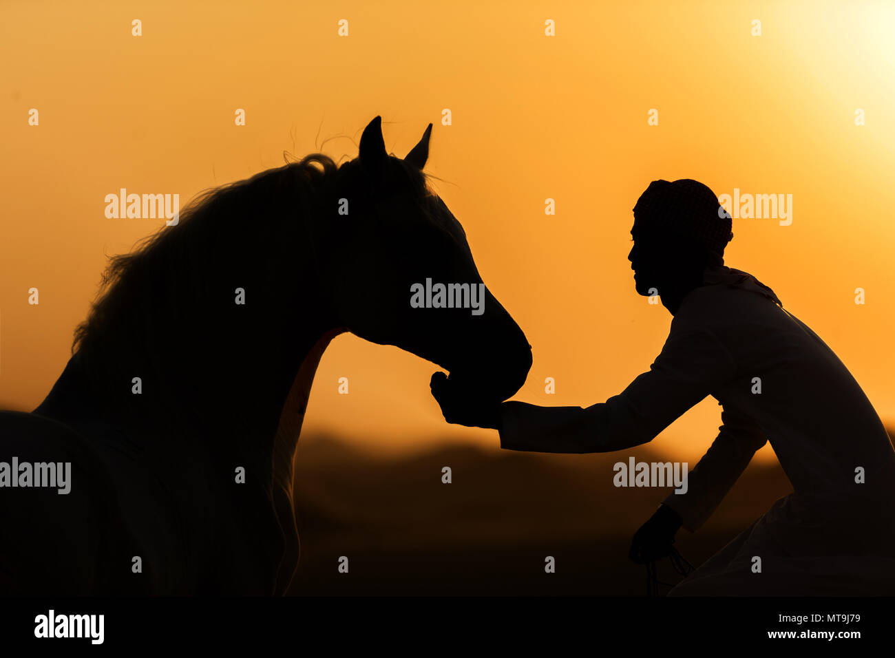 Arabische Pferd. Grau Erwachsener und Bräutigam Glättung in der Wüste, gegen einen bunten Abend Himmel. Abu Dhabi Stockfoto