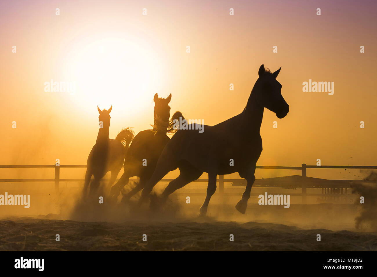 Arabische Pferd. Drei Pferde bei Sonnenuntergang, in einem paddock galoppieren. Abu Dhabi Stockfoto