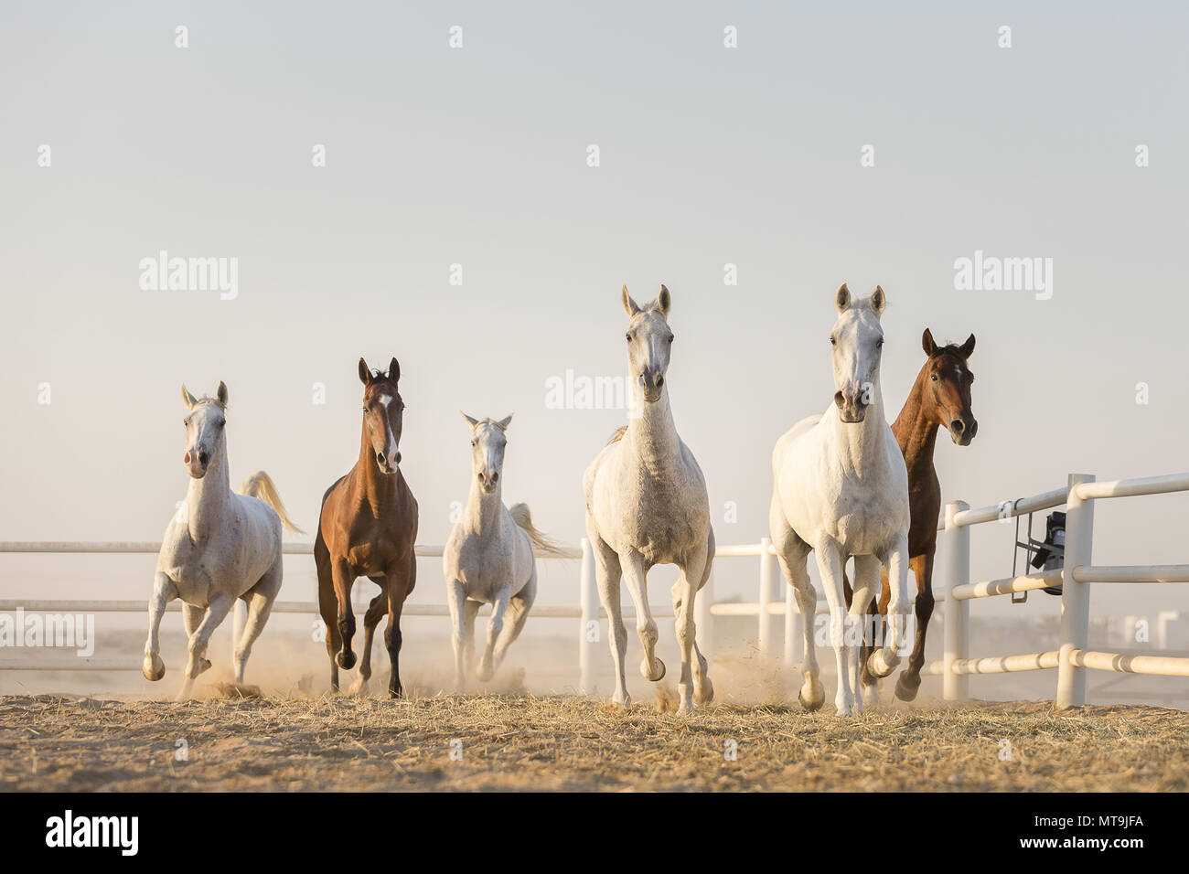 Arabische Pferd. Herde galoppieren in einem paddock. Abu Dhabi Stockfoto