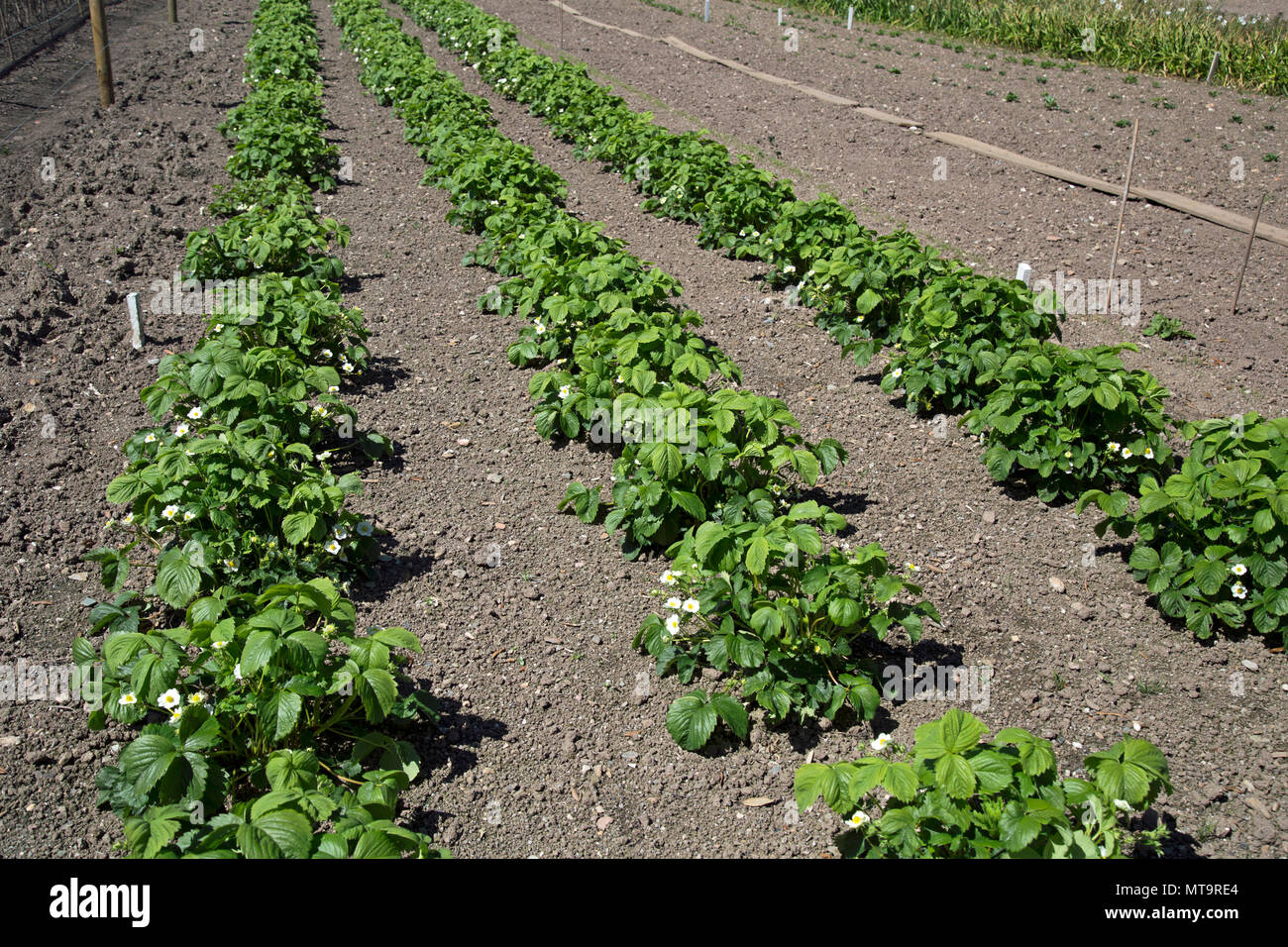 Reihen von Erdbeerpflanzen in einem Feld Stockfoto