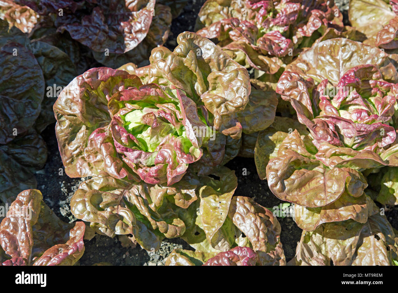 Lollo rossa Salat wächst in einem Garten geschossen von oben. Stockfoto