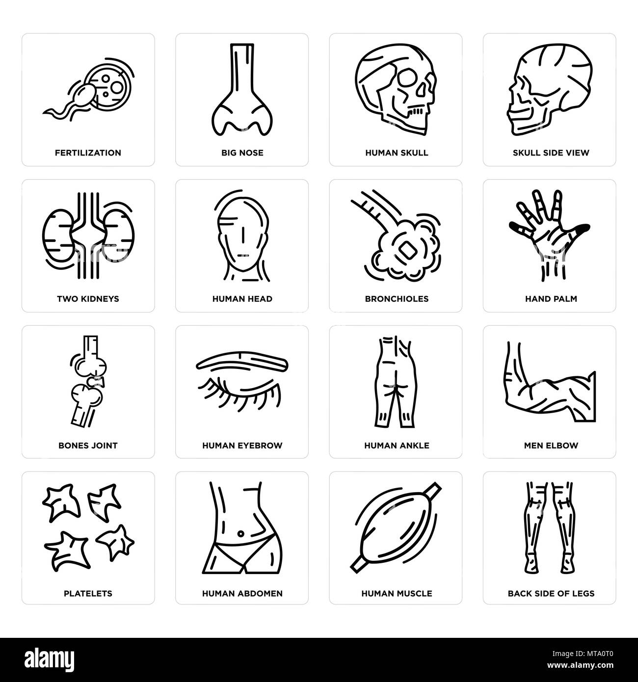 16 Einfache editierbare Ikonen wie Rckseite Beine, menschlichen Muskel,  Abdomen, Thrombozyten, Mnner Winkelstck, Dngung, zwei Nieren, Knochen,  Gelenk, Bronchio Stock-Vektorgrafik - Alamy