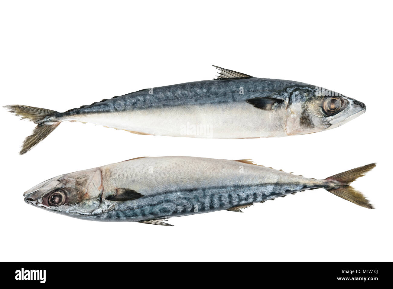 Frische Makrele Fisch auf dem weißen Hintergrund isoliert Stockfoto