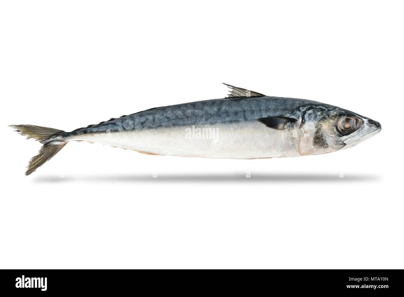 Frische Makrele Fisch auf dem weißen Hintergrund isoliert Stockfoto
