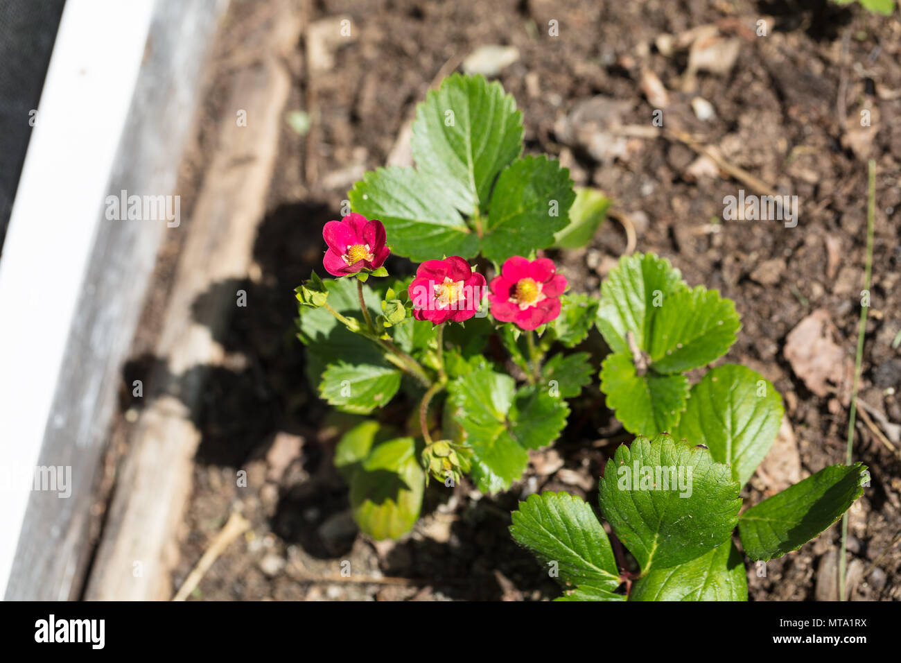 'Ruby ann' Weiß, Jordgubbe Erdbeere (Fragaria ananassa) Stockfoto