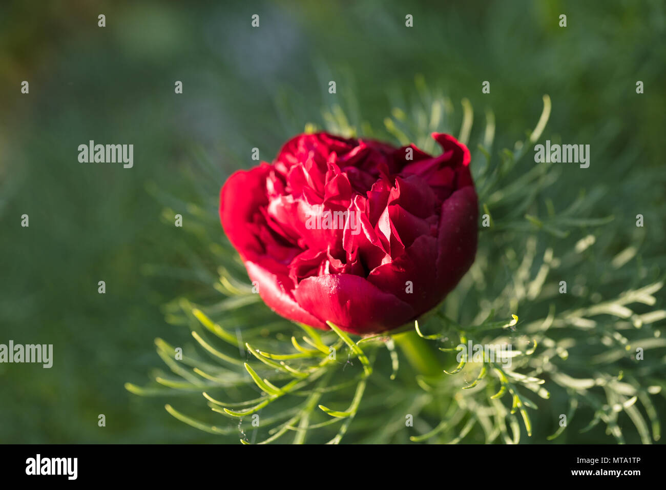 'Plena' doppelte Fernleaf Pfingstrose, Dillpion (Paeonia Tenuifolia) Stockfoto