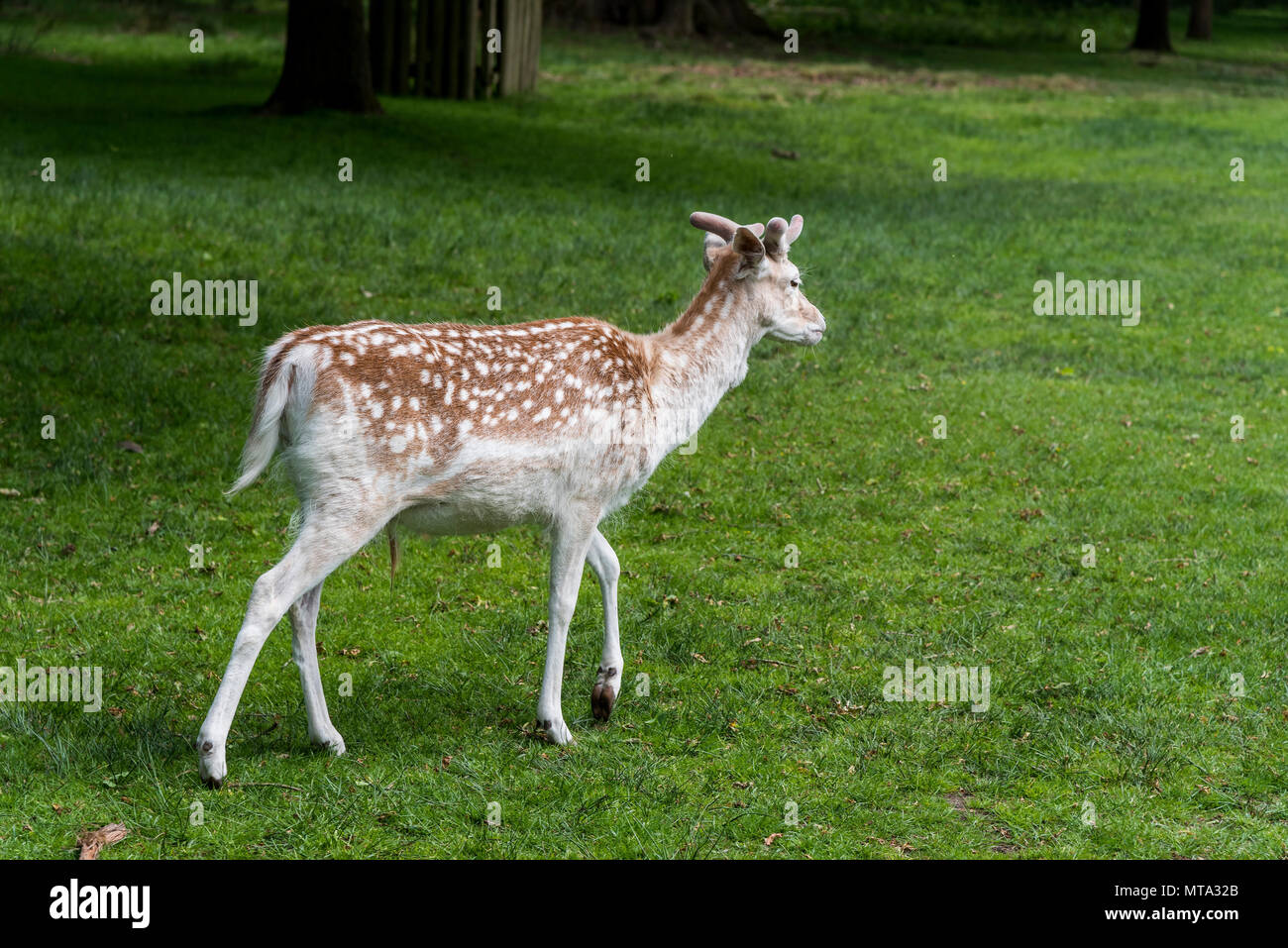 Damwild. Stockfoto
