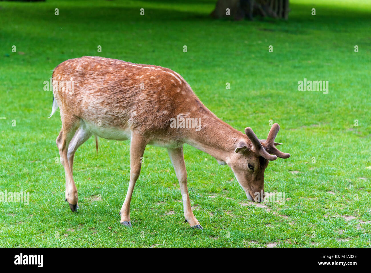 Damwild. Stockfoto