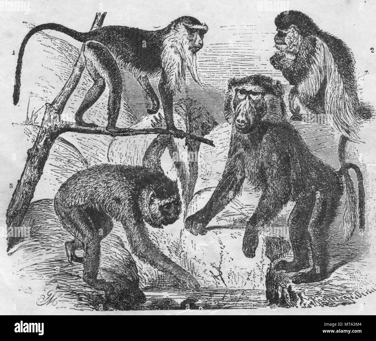 Afrikanische Hund - wie Affen. Im Magazin im Jahr 1900 veröffentlicht. 1 Diana Monkey 2 mantled guereza 3 Barbary macaque 4 Olive baboon.. Stockfoto