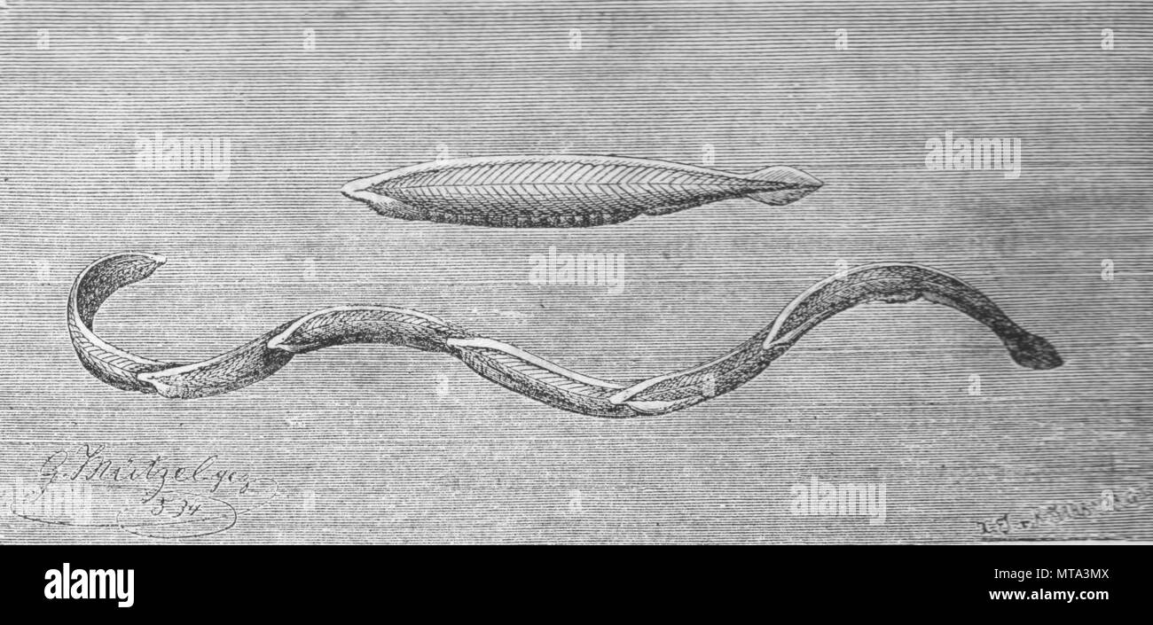 Meerestiere. Branchiostoma Radicans. Vintage eingravierten Abbildung. Im Magazin im Jahr 1900 veröffentlicht. Stockfoto