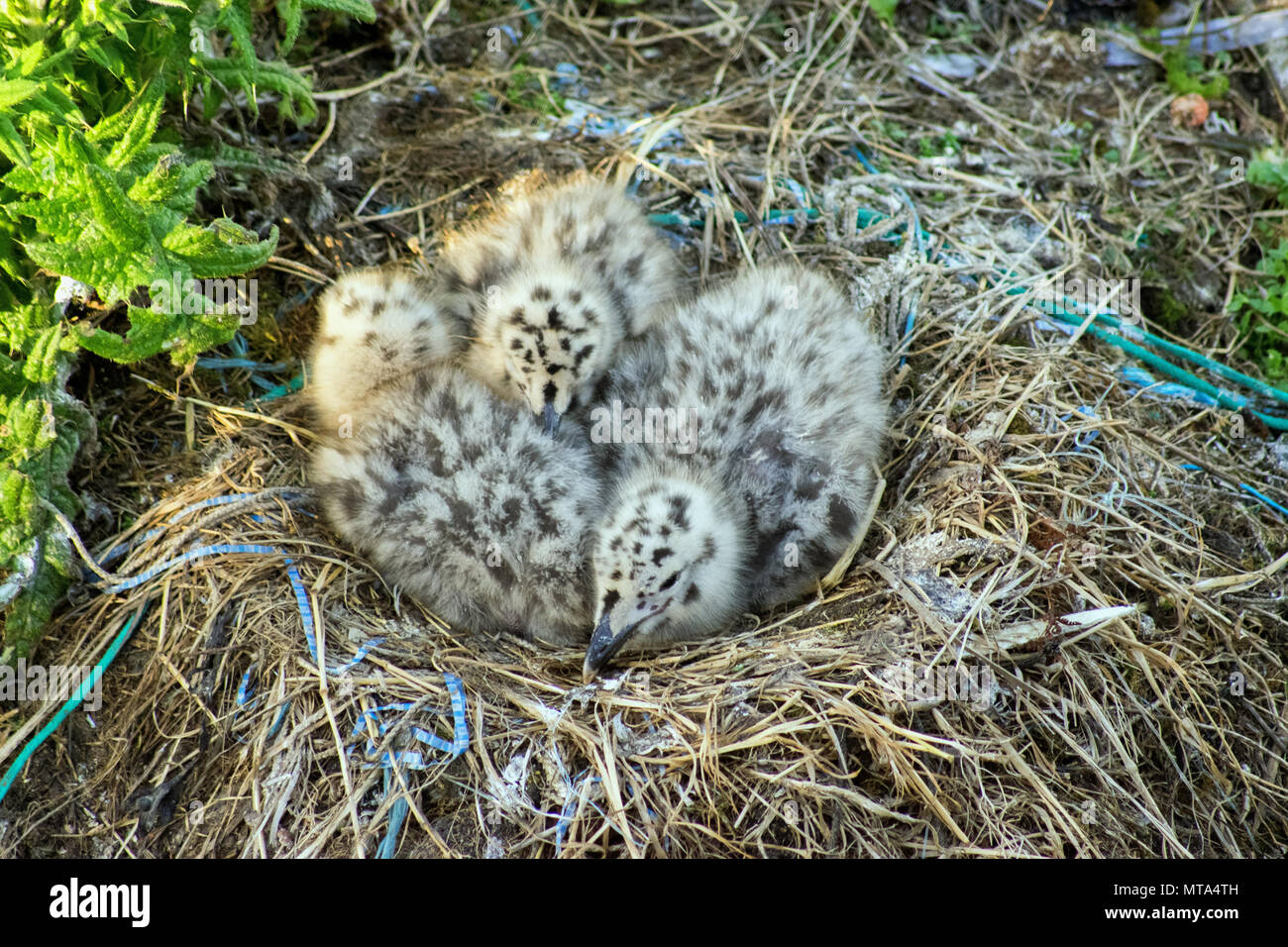 Seagull Küken in Nest, Newlyn, Cornwall, Großbritannien Stockfoto