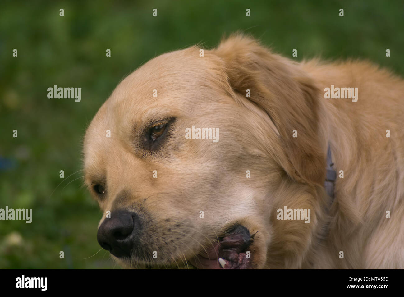 Hund, Golden Retriever, beim Spielen im Garten Stockfoto