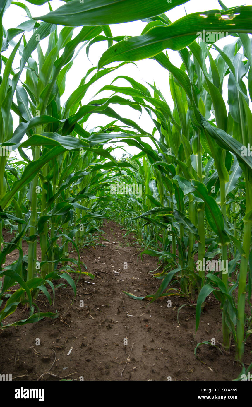 Mais Feld schließen. Reihen von jungen Maispflanzen. Stockfoto