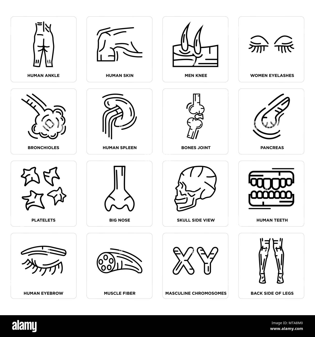 16 Einfache editierbare Ikonen wie Rückseite Beine, männlichen Chromosomen, die Knöchel, Augenbraue, Zähne, Schädel, große Nase, Haut kann verwendet werden für Stock Vektor